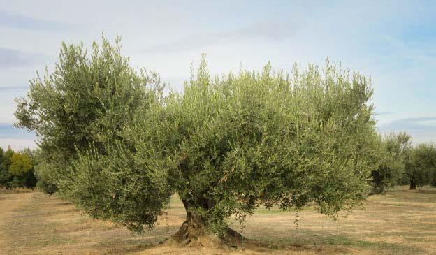 Olivenöl Unser Olivenöl stammt von dem biologisch bewirtschafteten Bauernhof unserer Freunde in der Nähe von Corella in der nordspanischen Provinz Navarra.