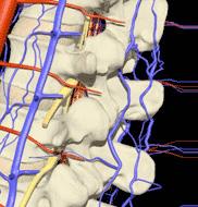 2. Krankheitsbilder 2.9 Funktionsstörungen der Hals- Brust- und Lendenwirbelsäule Allgemeines, Anatomie Die Lendenwirbelsäule besteht meist aus 5 Wirbeln.