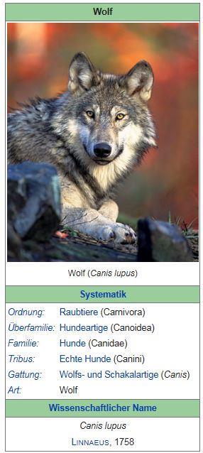 Gliederung I. Verbreitung, Schutz und Management des Wolfes in Europa 1. Verbreitung und Schutz 2. Wolfsmanagement in unseren Nachbarländern 3. Aussagen zur Wolfspräsenz in Europa 4.