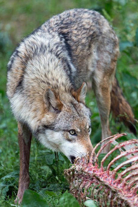 Verbreitung und Schutz des Wolfes in Europa (2) Photo: