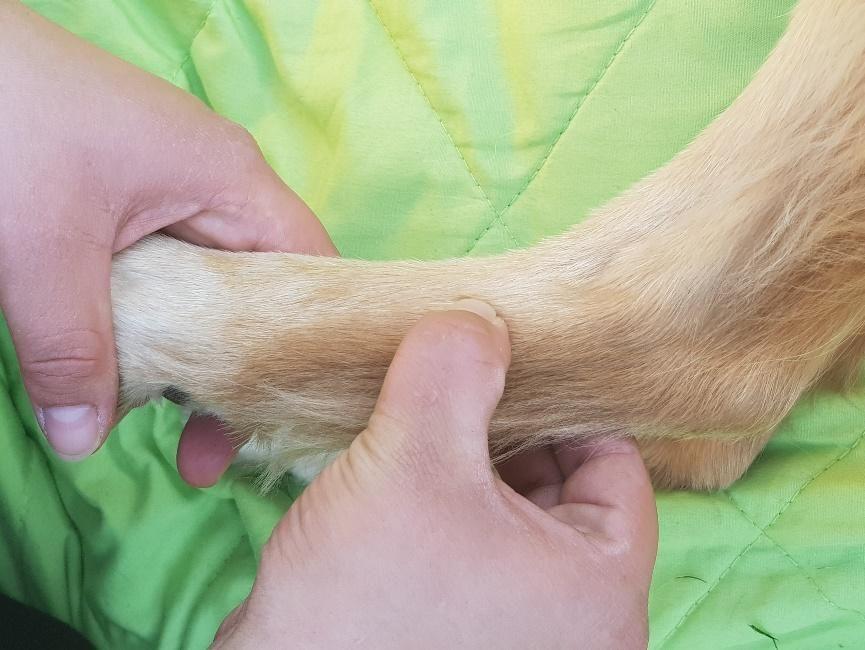 Zirkelungen (Friktionen) Bei dieser Massagetechnik kann es vorkommen, dass es für den Hund an manchen Stellen unangenehm sein kann.