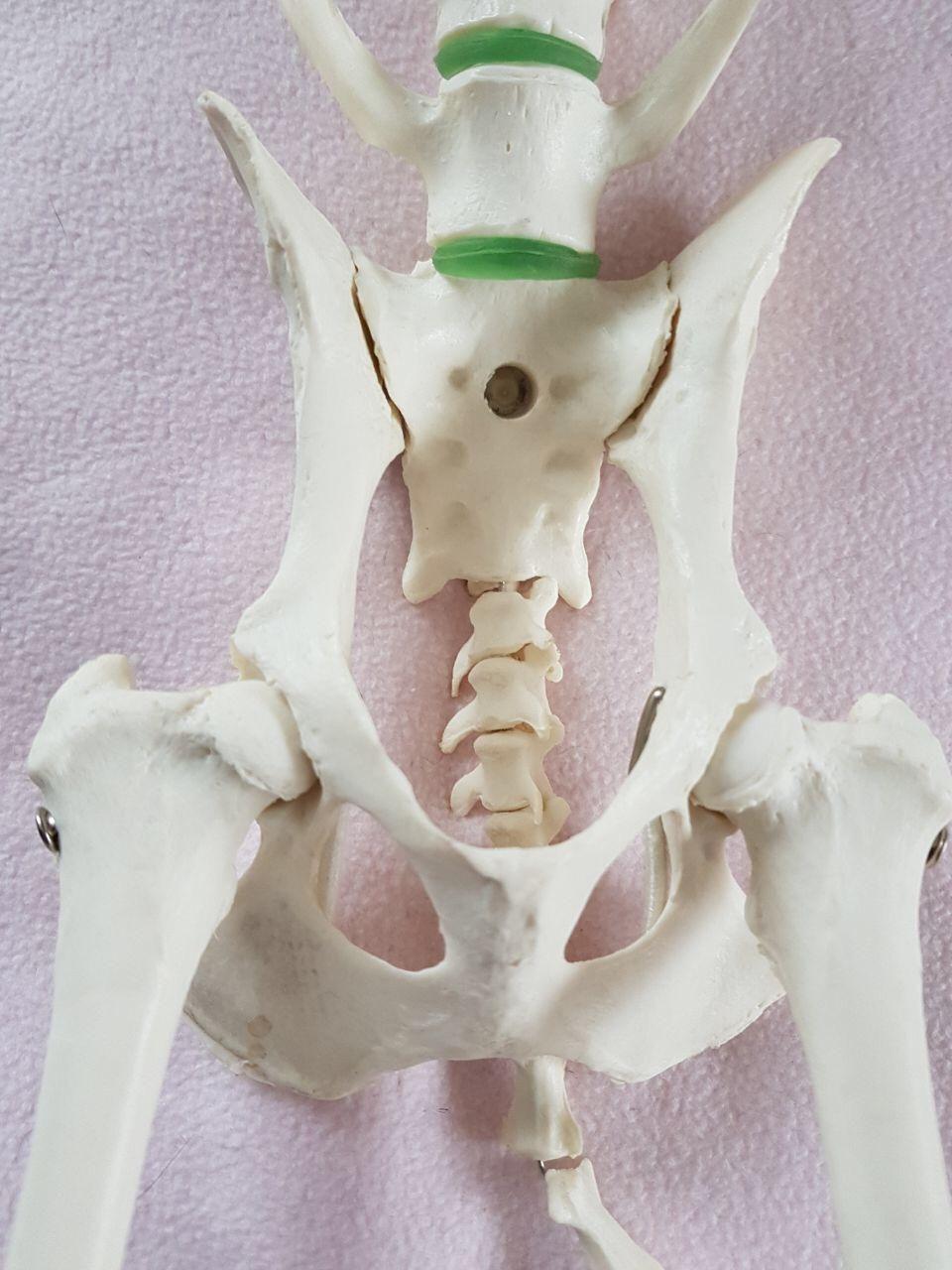 Knochen des Beckengürtels Das Becken (Pelvis) setzt sich aus zwei Hüftbeinen zusammen, die am oberen (dorsalen) Bereich durch das Kreuzbein (Os sacrum) getrennt sind.