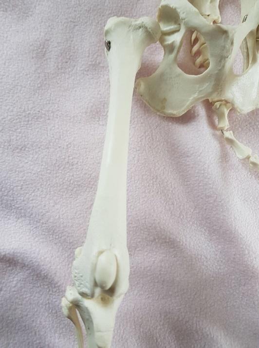 Knochen der Beckengliedmaße Der stärkste Knochen des gesamten Skeletts ist der Oberschenkelknochen (Femur).
