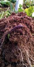 Bodenfruchtbarkeits-Mischungen tragen zur Humusbildung bei und verbessern die Bodenfruchtbarkeit.