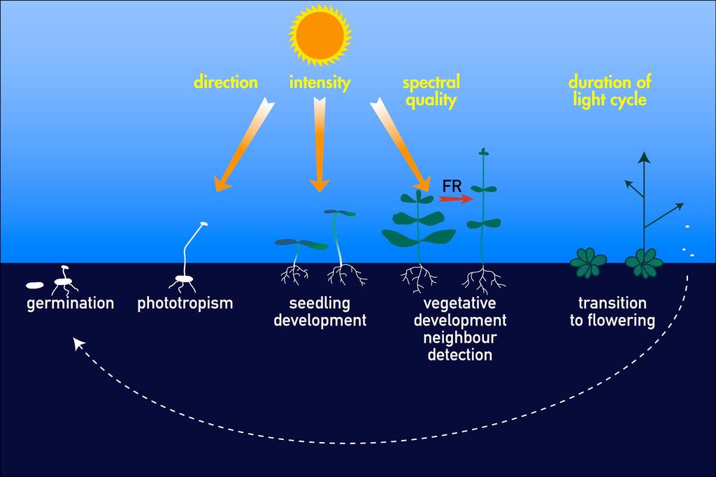 Pflanzen und Licht Energiequelle