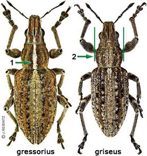 Blattrandkäfer (Sitona spp.