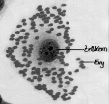 molekulare Kontrollen zur Aufrechterhaltung der Latenz! bein externen Stimuli! Reaktivierung (z.b. Sonnenlicht bei Herpes) transformierend abortiv!