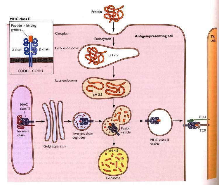 Antigenprozessierung und MHC class II Präsentation Endozytose Prozessierung zu Oligopeptiden im Endosom