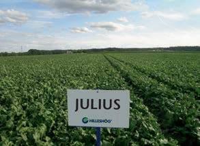 Julius 6 Die Leistungsstarke mit höchster Saftreinheit Julius: Alles, was ein Universaltyp braucht 7 Julius (NZ-Typ) ist unsere Rizomania-tolerante Qualitätssorte mit der heraus ragenden 106