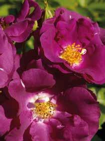 Exotisch: Eyeconic Diese Rose kann mit ihrem dunklen Basalfleck das Erbe der Persischen Rose nicht verleugnen.