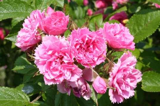 `Pink Grootendorst` Rosa Nelkenrose