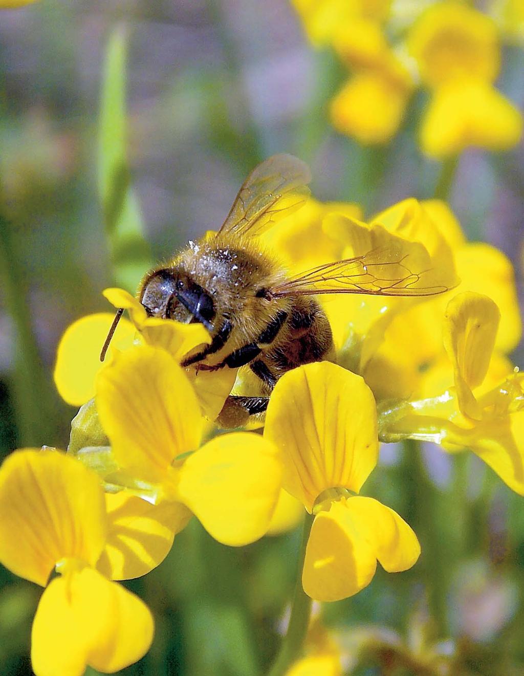 FOTO VYDANIA Včela medonosná (Apis mellifera) je u nás neodmysliteľným druhom hmyzu všade tam, kde sa vyskytujú kvitnúce rastliny.