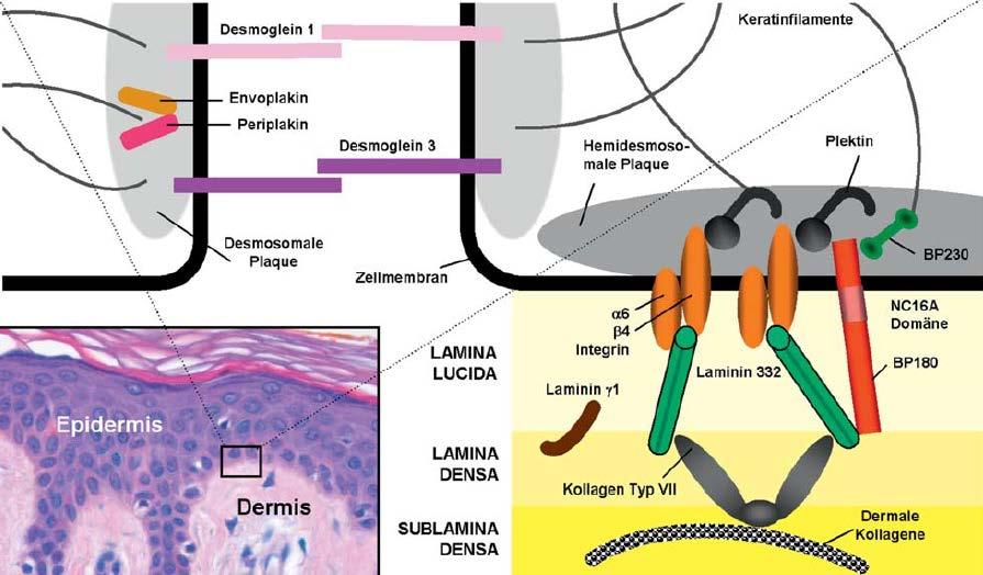 Strukturproteine der Haut Keratinozyt v v v Keratinozyt v Epidermis mit Desmosomen