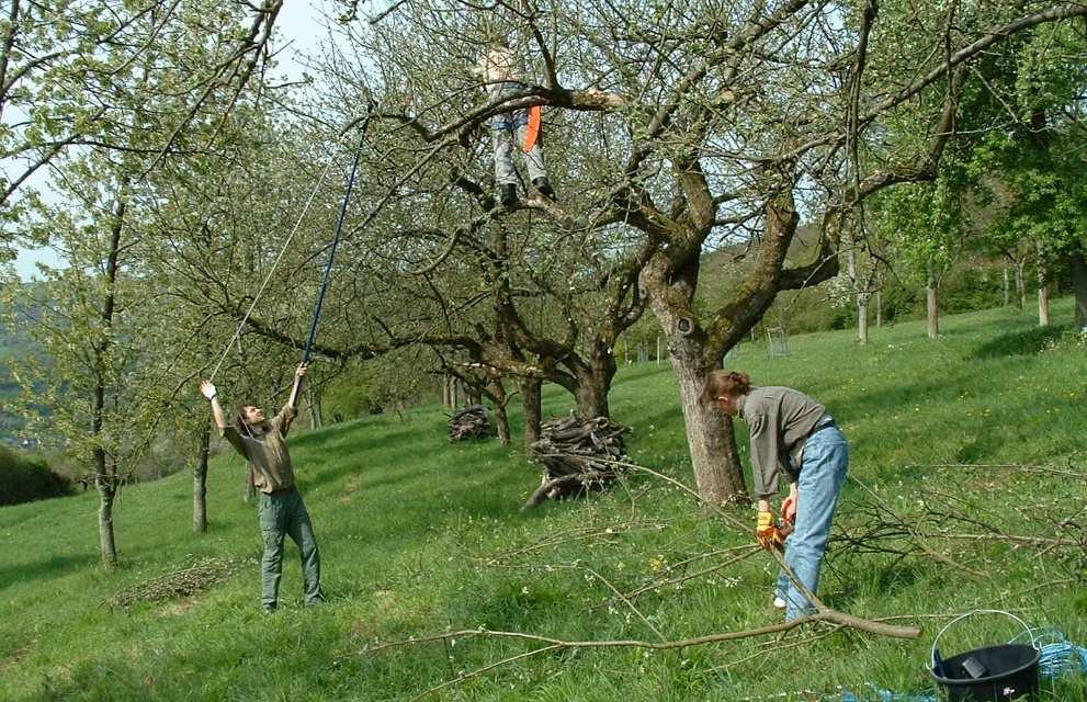 Lehr, 2004) An den alten Apfelbäumen werden über die Jahre in unregelmäßigen Abständen