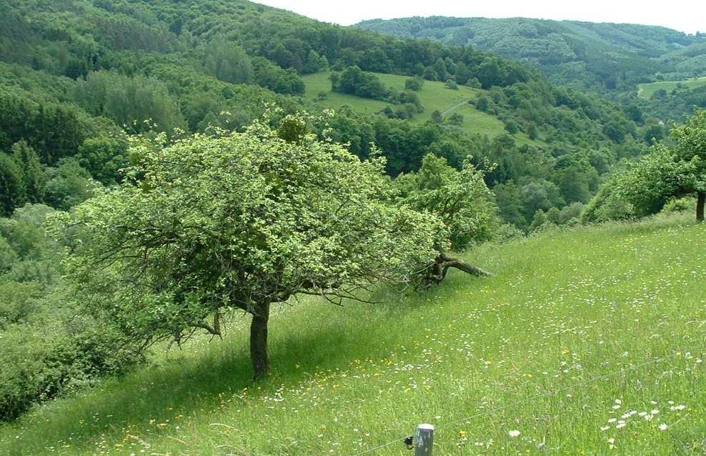 - 4 - FFH-Album Moselhänge und Nebentäler der unteren Mosel Lütz II Vertragsnaturschutzflächen im