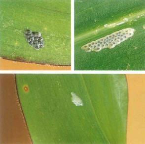 Maiszünsler Bekämpfungsmöglichkeiten Insektizideinsatz: Bekämpfungstermin