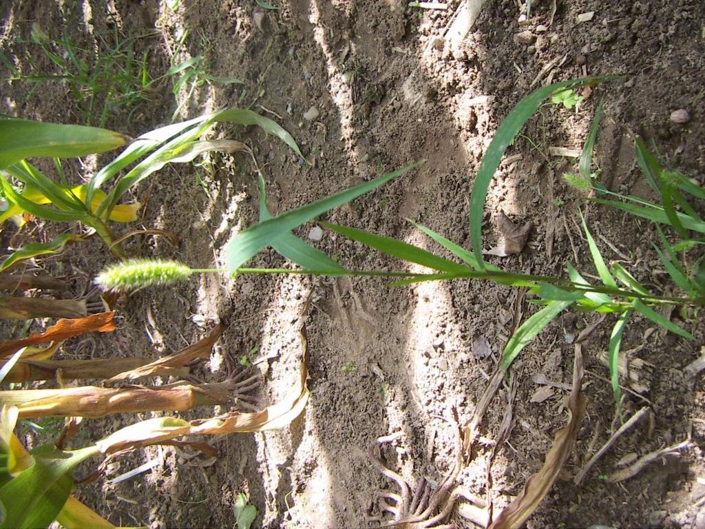 Borstenhirse Fuchsrote eher auf feuchten, Grüne auf trockenen Böden Keimtemperaturoptimum 20 25 C