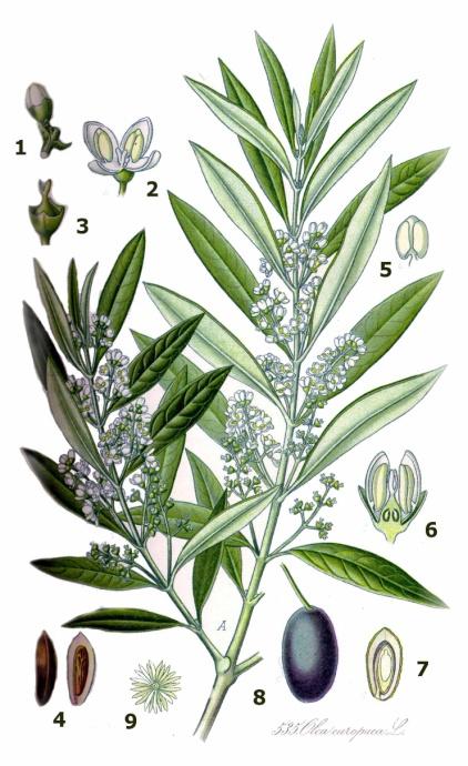 Olivenbaum Olea europaea (Oleaceae) Blätter: ungeteilt, schmal-elliptisch, oberseits grau-grün, unterseits silbrig-weiß Blüten: Blütenanlage im März, Öffnung der Blüten im Juni, vierzählige