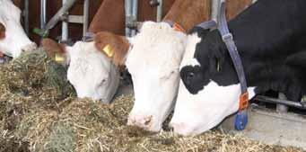 Hohe Futteraufnahme Die Basis für einen gesunden Stoffwechsel Wir müssen alles darauf ausrichten, dass die Kühe nach der Geburt maximal fressen! Prof.