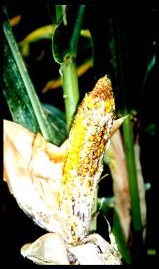 Bt-Insektenresistenz Syngenta Resistenz gegen Maiszünsler