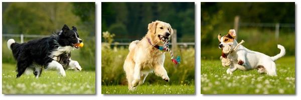 das zwischenartliche Spiel nicht nur nützlich ist für die Ausbildung und das Training der Hunde, sondern auch für die Entwicklung und Stärkung eines emotionalen Bandes zwischen Mensch und Hund