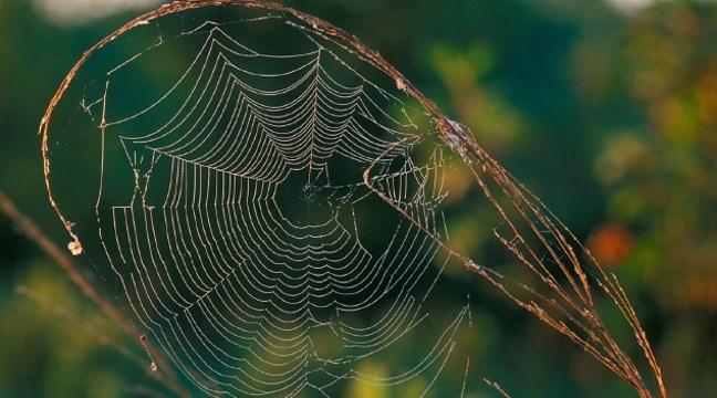 Kleine Teilchen mit großer Wirkung Woraus besteht Spinnenseide hauptsächlich?