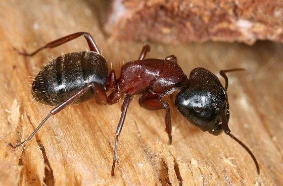 Pfiffig organisiert wie die Ameisen Welche Aussagen treffen auf Schwarmintelligenz zu?