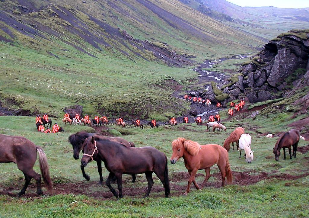 Zu Beginn der Tour erhalten wir eine Einweisung in die Gangarten des Islandpferds und das Reiten mit freilaufender Herde.