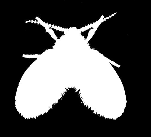 Die Mücken sind meist dunkel gefärbt und besitzen einen mehr oder weniger herzförmigen Körperumriss, der in der Ruheposition an winzige Schmetterlinge erinnern lässt.