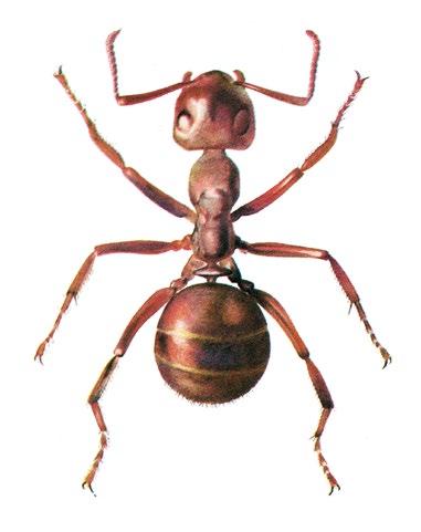 Sie saugen deren zuckerhaltigen Ausscheidungen, den sogenannten Honigtau, auf. Die Wegameise ist die meistverbreitete Ameisenart in Haus und Garten.
