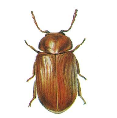 Während der Käfer keine Nahrung aufnimmt, werden die gelblich weißen, bis 4 mm langen, dicht behaarten Larven durch Fraß an pflanzlichem Lagergut schädlich.