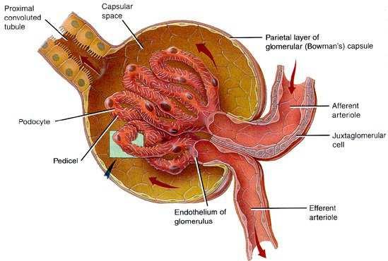 GLOMERULONEPHRITIS Definition: Entzündungen der Glomerula, meist immunologisch bedingt, fast immer beide Nieren sind betroffen!