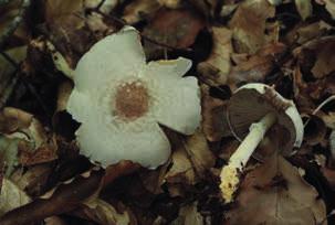 Der ungenießbare Spitzschuppige Schirmling (Lepiota aspera), der von Laien manchmal mit dem Parasol verwechselt wird, kommt recht häufig in der Laub- und Nadelstreu, an Wegrändern und in Gärten vor.