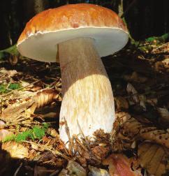 Fichtensteinpilz bei Buchen Fichtensteinpilz im Nadelwald Sommersteinpilz bei Buchen Hut: Halbkugelig, später flacher.