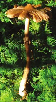 Haarschleierlinge Haarschleierlinge (Cortinarius) sind kleine bis große, meist farbenfrohe Blätterpilze, die auf unterschiedlichen Böden bei Laub- und Nadelbäumen wachsen.
