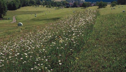 103 Blumenstreifen im Wiesland Blumenwiesenstreifen im Wiesland sind nicht nur ökologisch wertvoll, sie bieten im jahreszeitlichen Wechsel attraktive farbige Akzente und Kontraste.