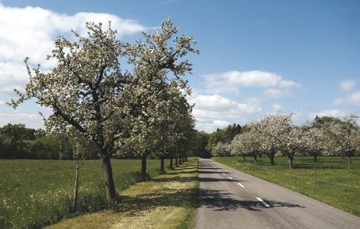 Bäume 401 Hochstamm-Obstbäume Hochstammobstbäume sind eines der prägendsten Elemente der mittelthurgauer Kulturlandschaft.