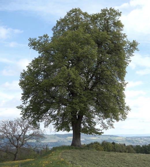 pro Baum für: Einzelstehende Bäume ab 180 cm Stammumfang, wenn im Umkreis von 50 m keine weiteren Bäume stehen. Baumgruppen oder Reihen: Max.