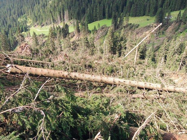 Waldameisen sind geschützt Ein Wald in der Surselva, der durch ein Sturmereignis grossflächig zerstört wurde. Bei solchen Ereignissen können auch Ameisennester an diesem Standort zerstört werden.