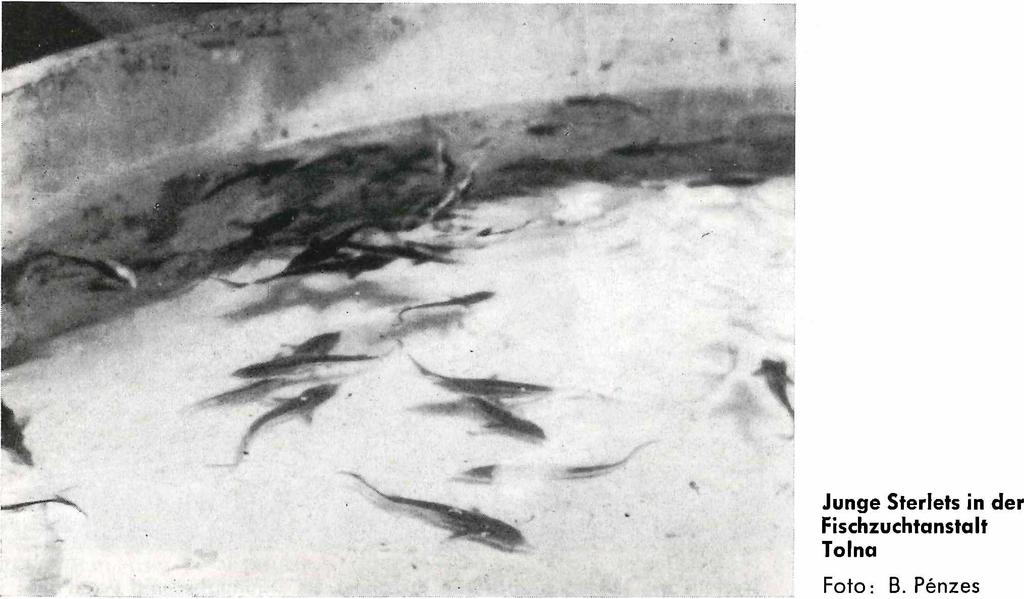 und Sterlets zu Tausenden. Bisweilen fing man so viele, daß die Fische nicht mehr verwertet werden konnten. Die ersten schweren Schläge erlitten diese Fische im 19.