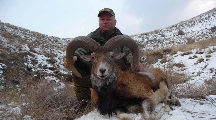 Rotschaf (ovis orientalis gmelini x ovis vignei arkal): Dieses wohl bekannteste Wildschaf des Irans ist eine Hybridform zwischen Armenien-Schaf und Transkaspischem Urial.