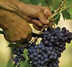 Die Weine, die typischen und handwerklichen Produkte Wein Colli di Rimini DOC - Weine der Romagna öl Extra Vergine Olivenöl - Hügelgebiete der Romagna DOP Fleisch