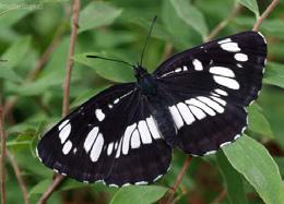 Wissenschaftliche Highlights unter den Schmetterlingen Als naturschutzfachlicher Sicht besonders interessant wurden heuer 348 Tagfalter-Meldungen von 12 Arten angesehen.