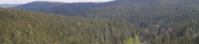Stand der Zertifizierung Rund 245 Mio. Hektar Wald zertifiziert Kanada 111,9 Mio. Hektar USA 35,33 Mio. Hektar Finnland 21,1 Mio. Hektar Schweden 14,6 Mio. Hektar Australien 10,11 Mio.