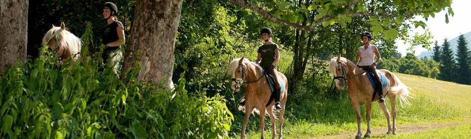 Pferde wissen Stallführung Pferdepflege Sattel- und Zaumzeugkunde Hufschlagfiguren Die treibenden Hilfen, Gewichtshilfen und Zügelhilfen erlernen Schritt und Trab frei in der Bahn reiten Die