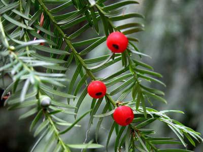 Paclitaxel Paclitaxelist eine in der Rinde der Pazifischen Eibe (Taxus brevifolia) vorkommende Substanz aus