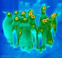 Haben Pinguine kalte Füße? Die Thermokamera ist eine Spezialkamera, mit der man untersuchen kann, an welcher Stelle ein Tier Wärme an die Umgebung abgibt.