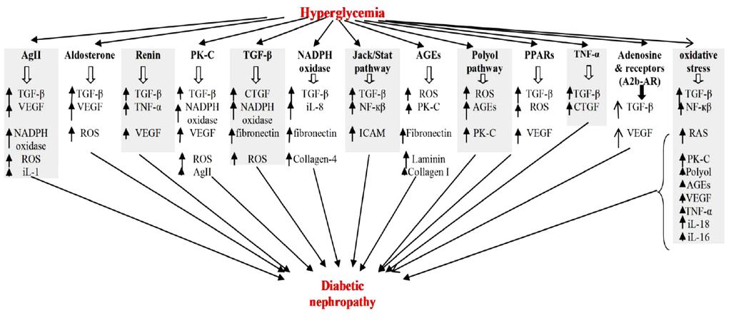 Complexity o diabetic nephropathy pathogenesis Abbildung aus : Tavai M.