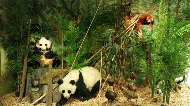Bergregenwald Die großen Bergregenwälder Chinas mit ihren Bambushängen sind die Heimat eines der beliebtesten Tiere überhaupt. Der Besucher erfährt wie und wo der Große Pandabär lebt.