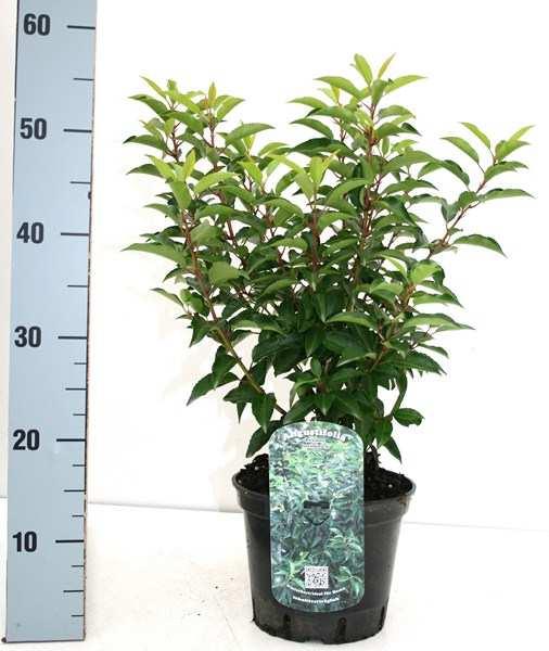 45 21 x 4 21 Prunus lusitanica 'Angustifolia'